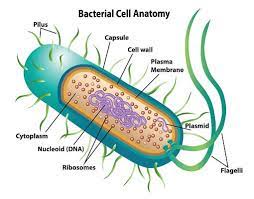Prokaryotic Cell Definition Examples Structure Biology Dictionary