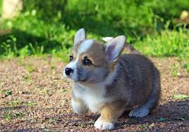 Special thanks to pj arellano for letting me film h. Cute Corgi Puppy Absolutely Precious Imgur