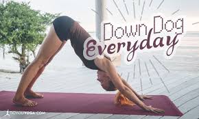 5 Reasons To Practice Downward Dog Every Day Yoga Postures Yoga Poses Downward Dog