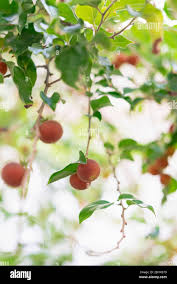 Image result for Dovyalis lucida