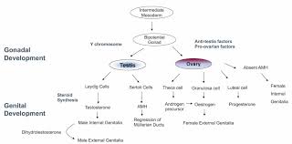 Image result for Sexual Development