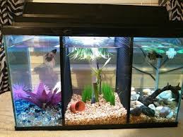 D4795648b6d6586b81493242ab232fc3 Jpg Betta Aquarium Betta Fish Beta Fish Tank