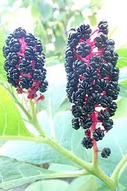 Image result for Phytolaccaceae