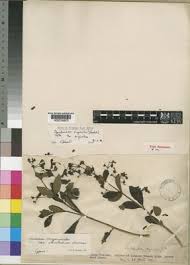 Image result for Rotheca luembensis