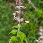 Image result for Ocimum lamiifolium