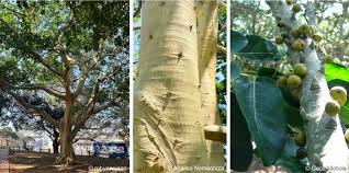 Image result for Ficus bubu