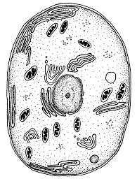 We did not find results for: Https Www Exploringnature Org Graphics Biology Cell Organelle Matching Pdf