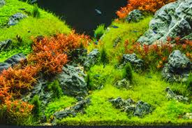 These pet stores, other than providing pet supplies, they also offer per services that one may need and some others sell some pets inclusive of fishes, reptiles. All Pets Stores N Farm Pet Shop Dog Sale Kennel Imported Fish Tank Aquarium Shop In Chandigarh Aquarium In Sasauli Haryana All Pets Stores N Farm Pet Shop Dog Sale