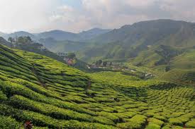 Browse expedia's selection of 193 hotels and places to stay closest enjoy the outdoors at boh tea plantation, cactus point, or parit falls. Cameron Highlands The Best Attractions And Tours Placesofjuma