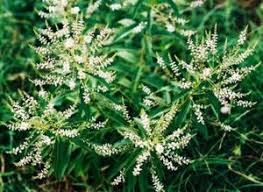Image result for Lippia