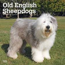 Riesige auswahl an cds, vinyl und mp3s. Old English Sheepdogs Bobtails 2019 18 Monatskalender Mit Freier Dogdays App Wall Kalender Browntrout Publisher Amazon De Bucher