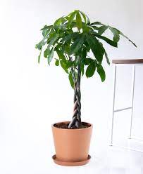 The Money Tree Plant Symbolism And Benefits Bloomscape Money Tree Plant Trees To Plant Money Plant Indoor