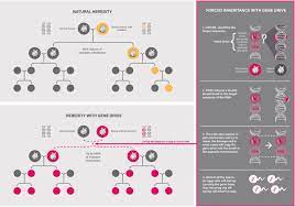 How could gene editing be used for pest control? Gene Drives Stop Gene Drives