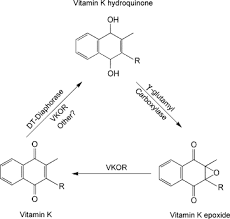 Тидного лиганда и других групп атомов). Structure And Function Of Vitamin K Epoxide Reductase Sciencedirect