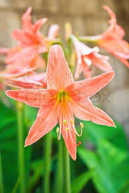 In new orleans, louisiana, in addition to the above traditions, some groups of mardi gras. St Joseph S Lily Hippeastrum Stock Image Colourbox