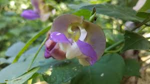 Image result for Vigna comosa