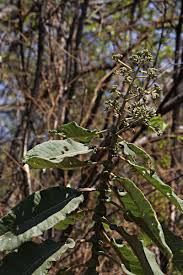 Image result for Vernonia myriantha