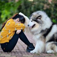 24 Dogs Who Love Their Humans So Much Their Gazes Are Worth A Million Words In 2020 Dog Snapchats Animal Humor Dog Funny Dogs