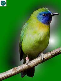 Https Www Facebook Com Wonderbirdspecies Blue Masked Leafbird Chloropsis Venusta Endemic To Sumatra Island Indone Pretty Birds Bird Photo Colorful Birds