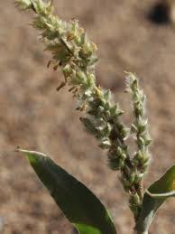 Image result for Schmidtia kalahariensis