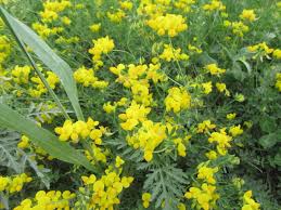 Image result for Lotus corniculatus