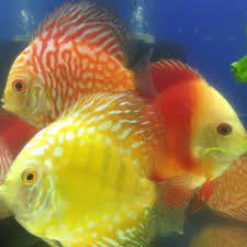 Check spelling or type a new query. Aquarica Tropical Fish Home Facebook