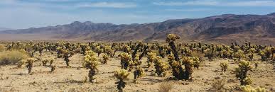 Water would be used to add another need to colonist that must be meet. How To Eat Your Cactus By J Georgallis Plant Fever