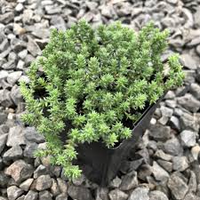 Image result for Sedum ruwenzoriense