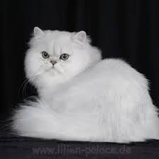 Breeder cats live in a very nice clean live environment. Vom Lilien Palace Top Cat Breeders