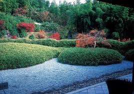 Image result for Shibataea kumasasa