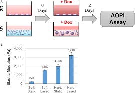 Facing cancer as a couple can be incredibly daunting, but research shows that coping as a from illness to intimacy in this particular study, pairs who talked about how cancer was affecting them as a couple and truly listened to each other had. Frontiers Phenotypic Basis For Matrix Stiffness Dependent Chemoresistance Of Breast Cancer Cells To Doxorubicin Oncology