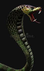 King Cobra The World S Longest Venomous Snake Isolated On Dark Background With Clipping Path Stock Illustration Illustration Of Hunter Longest 184120590