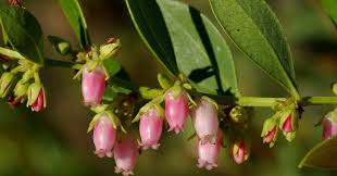 Image result for Rawsonia lucida