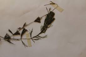 Image result for Ceratophyllum muricatum