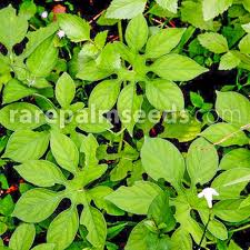 Image result for Ipomoea pes-tigridis