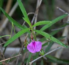 Image result for Afrohybanthus enneaspermus