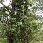 Image result for Sorindeia juglandifolia