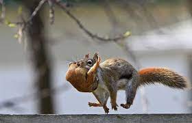 Mama Squirrel Moving Her Baby To A New Home Looks Like She S Doing The Cartoon Hop Thingy Happy Animals Squirrel Funny Animals