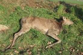 La biche, tout comme le cerf ou le chevreuil, n'est pas à proprement parler un gibier couramment consommé dans la cuisine française cependant il est vrai que pendant les fêtes de noël on peut assez facilement en trouver dans les rayons des grands magasins. Si Vous Percutez Une Biche Sur La Route Vous Avez Le Droit De La Manger Le Reveil Normand