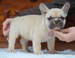 Frenchton puppies for sale at stores in hicksville new york & lynbrook ny on long island. Where To Buy A French Bulldog Puppy In New York Frenchie World