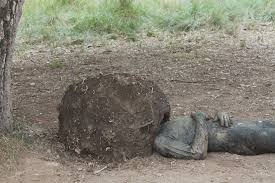 Bildergebnis für Eve Ariza