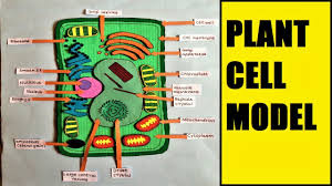Plant cells are eukaryotic cells present in green plants, photosynthetic eukaryotes of the kingdom plantae. Plant Cell Model For School Science Exhibition Fair Diy Youtube
