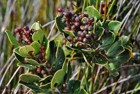 Image result for Stenostelma capense