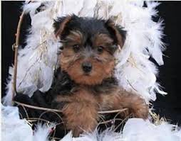 Discover more about our yorkie chon puppies for sale below! York Chon Puppy Cross Between A Yorkie A Bichon Cute Animals Puppies Baby Animals