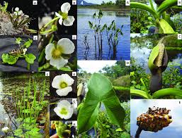 Image result for Alismataceae