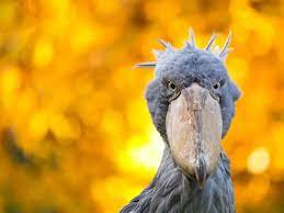 Scientists have estimated that there are 8.7 million animal species on earth. 50 Unusual Animals To See Before You Die Far Wide