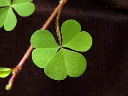 Image result for Oxalis corniculata