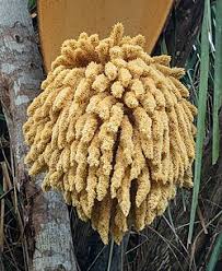 Image result for Elaeis