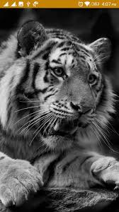 Ver más ideas sobre fondos de pantalla pc, descargar fondos de pantalla para pc, fondos de escritorio. Tiger 4k Wallpaper Para Android Apk Baixar