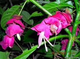 Image result for Anisotes